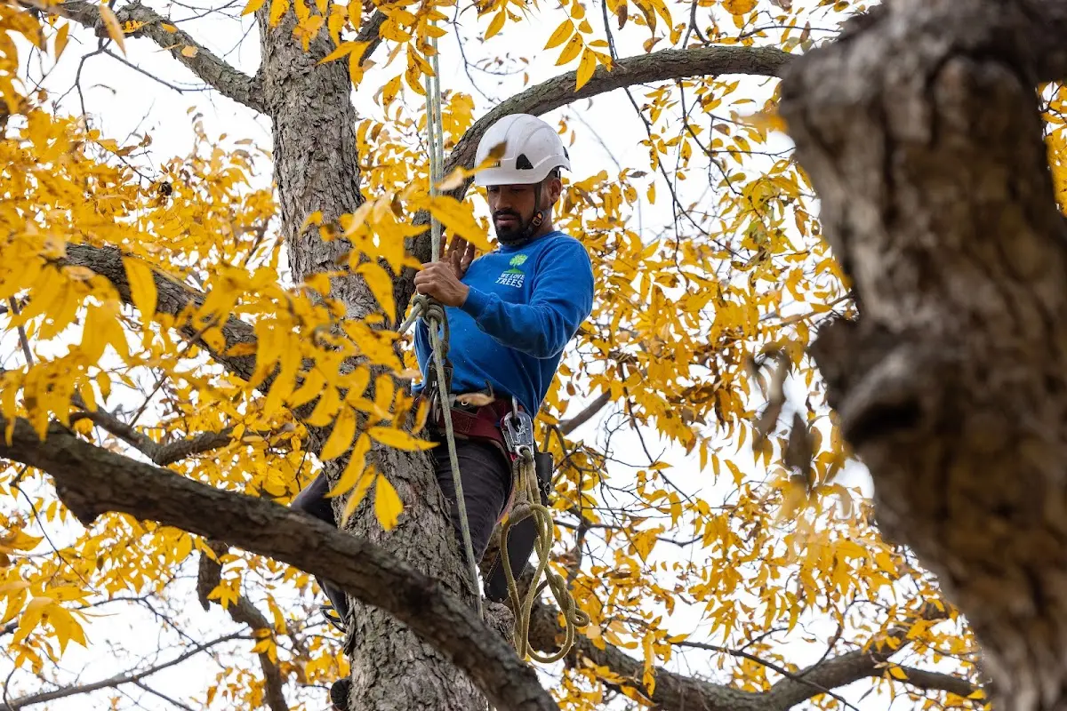 Skilled Tree Trimming crew working in Stockbridge